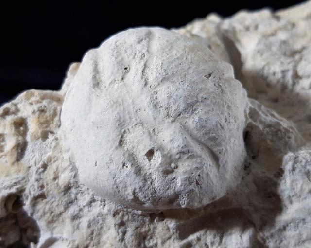 Dromiopsis rugosa (SCHLOTHEIM 1820) - Bild © FossNet FossilienStore